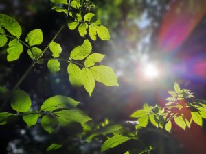 natuur, natuurlijk, wandelen, coach, coaching, bladeren, zon, rust, wandelen-6767804.jpg