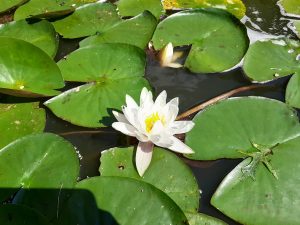 natuur, natuurlijk, coach, wandelen, lotus, groei, ontwikkeling, bloem-6767804.jpg