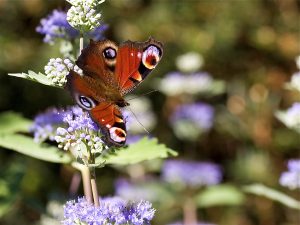 natuur, natuurlijk, wandelen, coach, coaching, vlinder, dagpauwoog, transformatie-6767804.jpg