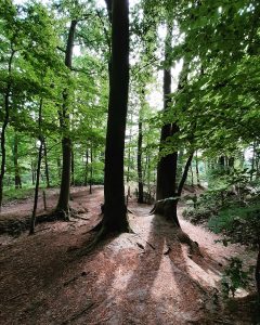 natuur, natuurlijk, coach, coaching, wandelen, bomen, bos-6767804.jpg